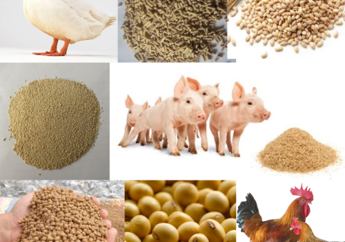 5 yếu tố quan trọng nhất trong công thức khẩu phần thức ăn chăn nuôi