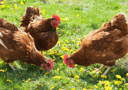 Một số yêu cầu khi chăn nuôi gà hữu cơ