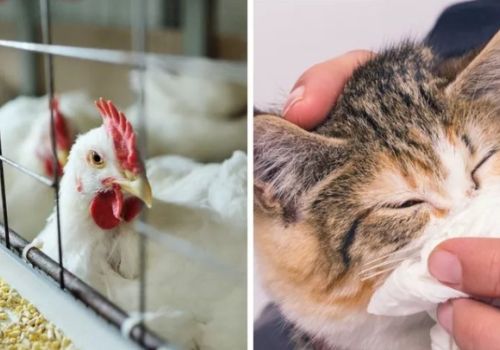 Ghi nhận trường hợp mèo nghi nhiễm cúm gia cầm tại Hàn Quốc