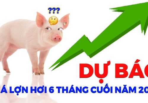 Dự báo diễn biến giá lợn hơi 6 tháng cuối năm 2023