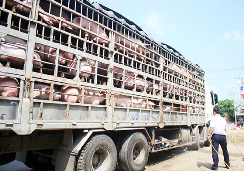 Đồng Nai: Cần thông thoáng hơn trong lưu thông thiết bị, con giống phục vụ chăn nuôi