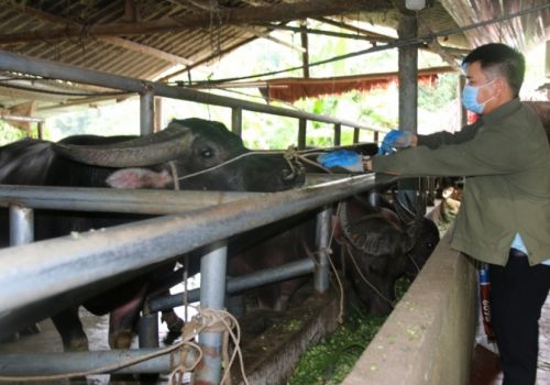 Chàng trai dân tộc Tày, nuôi trâu thành tỷ phú