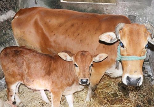 Nghiên cứu một số đặc điểm sinh học, dịch tể học của sán lá tuyến tuỵ ký sinh ở trâu, bò, dê