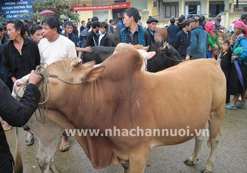 Hà Giang: Đẩy mạnh áp dụng tiến bộ kỹ thuật trong chăn nuôi bò 