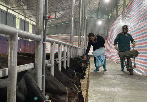 Bắc Kạn: Nuôi bò 3B – hướng đi mới trong phát triển chăn nuôi ở Bạch Thông