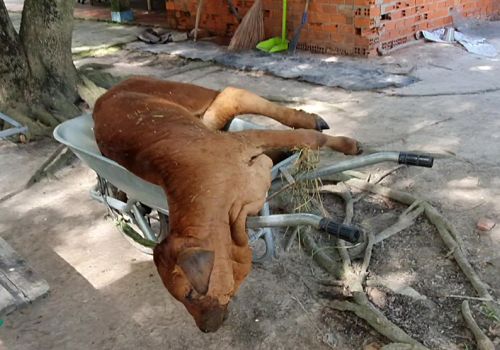 Tây Ninh: Người chăn nuôi phải chủ động tiêm vaccine phòng bệnh cho đàn trâu, bò