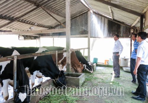 Sóc Trăng: Dự án Phát triển chăn nuôi bò sữa tác động tích cực đến người chăn nuôi