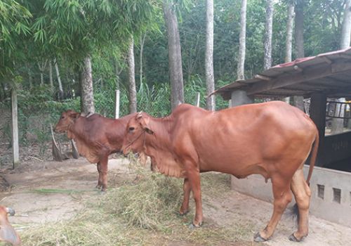 Tây Ninh: Huyện Gò Dầu có gần 260 con trâu, bò bị bệnh viêm da nổi cục