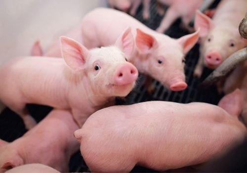 Chăn nuôi Việt Nam năm 2022: 3 cơ hội, 4 thách thức