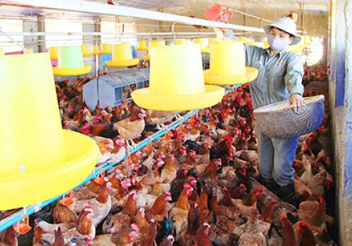 Ngành chăn nuôi Hà Nội: Bảo đảm nguồn cung cho thị trường