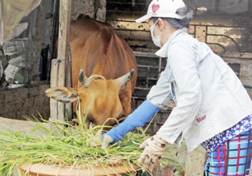 Vĩnh Long: Khống chế, ngăn chặn dịch bệnh viêm da nổi cục trên trâu, bò