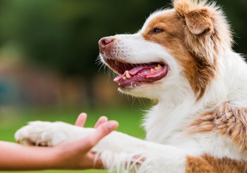 Pháp thông qua luật bỏ tù người ngược đãi động vật