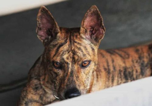 Chó cọp, chó hổ được “săn tìm” trên thị trường Hà Nội