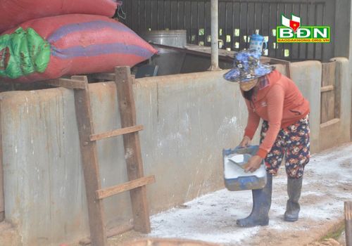 Đắk Nông: Tăng cường phòng, chống dịch tả heo châu Phi