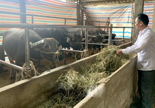 Tuyên Quang: 8 con trâu bị chết do rét đậm, rét hại
