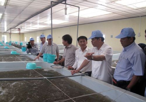 Tìm lời giải để phát triển tôm bền vững