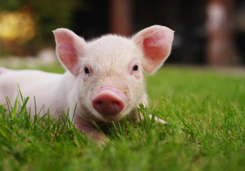 Tập cho heo sơ sinh biết ăn sớm đồng nghĩa với việc tạo ra một sức khỏe tốt hơn