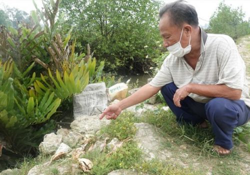 Hà Tĩnh: Tôm, cua chết bất thường, người nuôi thiệt hại lớn