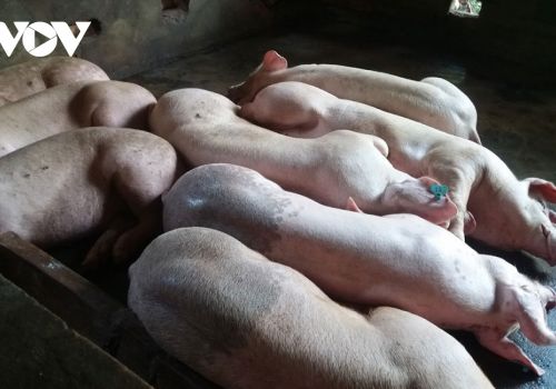 Kháng bệnh tự nhiên với dịch tả lợn châu Phi: Thêm giải pháp tái đàn bền vững