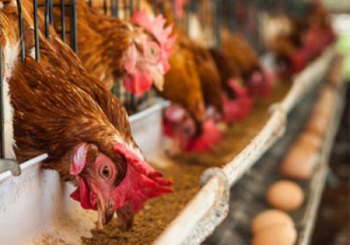 Chế độ dinh dưỡng cho gà sinh sản