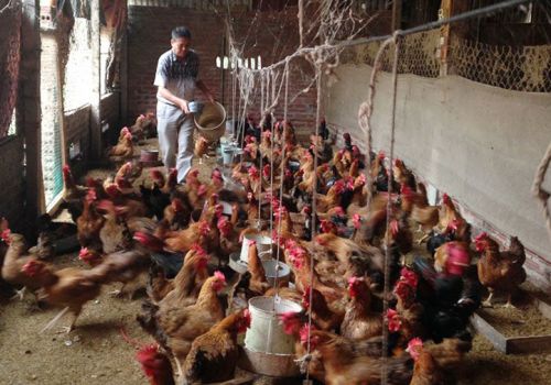 Năm 2022 giá nguyên liệu sản xuất thức ăn chăn nuôi tiếp tục tăng