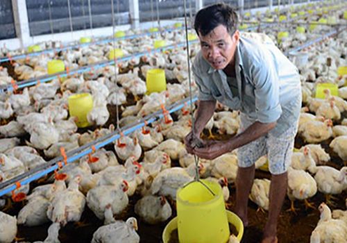 Người chăn nuôi gà ở Đông Nam Bộ: Bao giờ qua cơn “bĩ cực”?
