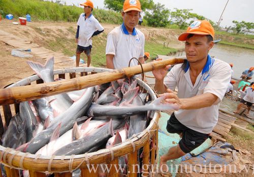 Giá cá tra nguyên liệu tăng kỷ lục, nhưng nông dân không có cá để bán