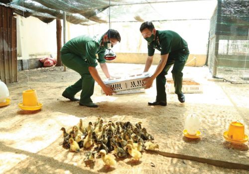 Giống tốt, khởi đầu tốt