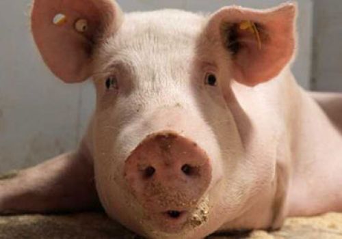 Giá heo hơi hôm nay 3/12: Thị trường 3 miền đi ngang