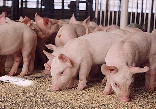 Giá heo hơi hôm nay 21/1: Tăng mạnh 4.000 đ/kg