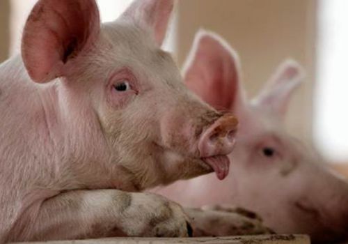 Giá heo hơi hôm nay 18/11: Có nơi giảm mạnh 4.000 đ/kg