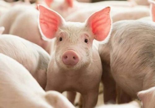 Giá lợn hơi ngày 28/12: Trong nước giảm nhẹ, nhập khẩu thịt lợn vẫn cao