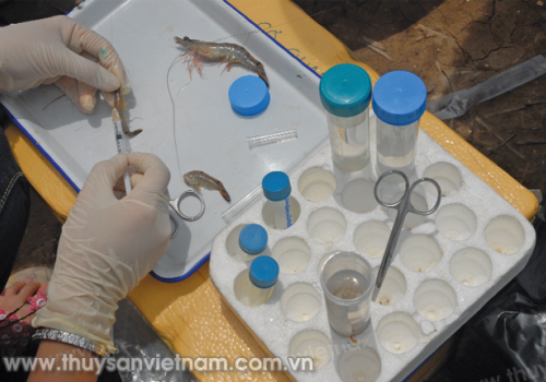 Giám sát dịch bệnh trên tôm