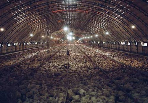 Giúp gà trong trại kín giảm stress và tăng năng suất?