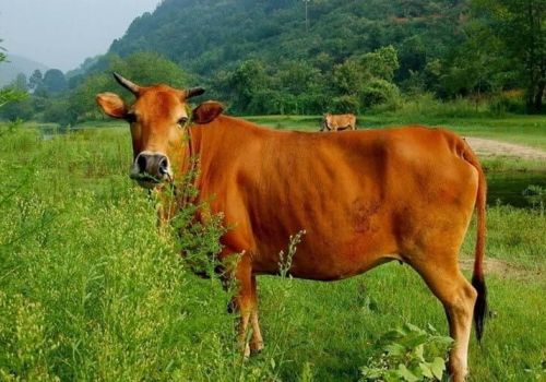 Các phương pháp vỗ béo bò thịt