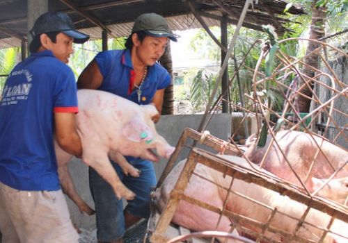 Đồng Nai: Dịch tả heo châu Phi có nguy cơ lây lan trên diện rộng