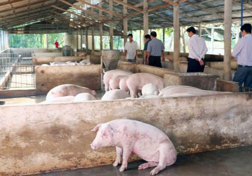 Nha Trang (Khánh Hòa): Tiêu hủy 113 con heo bị dịch tả heo châu Phi