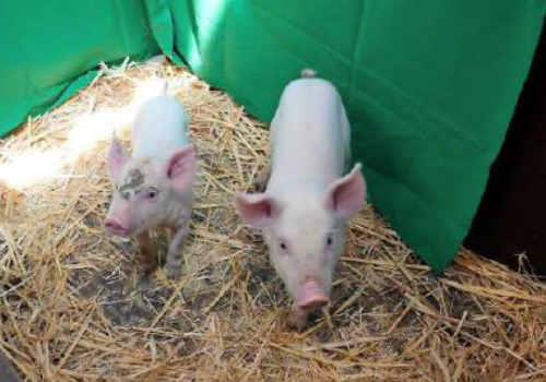 Lợn chuyển gien đã được thử nghiệm nhằm ngăn chặn sự nhân lên của virus dịch tả lợn Châu Phi
