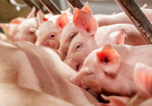 Kỹ thuật chăm sóc heo con mới đẻ