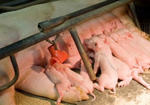 Chăm sóc và nuôi dưỡng nái mang thai