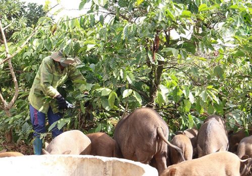 Heo rừng lai đắt hàng dịp cuối năm