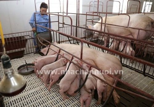 14 tỉnh ở phía Nam không cho vận chuyển tinh gia súc, khó khăn trong phối giống để tái đàn