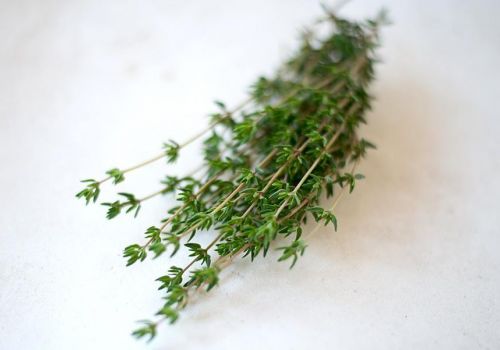 Cỏ xạ hương – thảo dược cho tôm