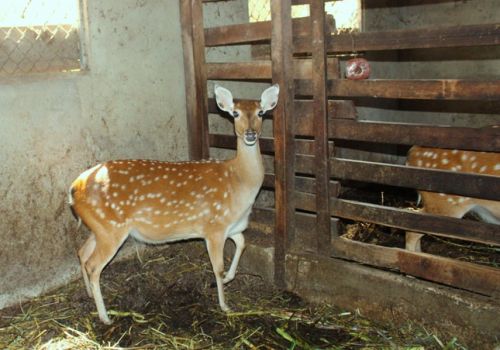 Đổi đời từ nuôi hươu lấy nhung