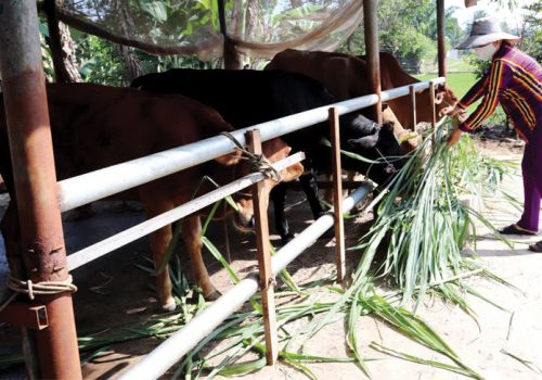 Kế hoạch quốc gia phòng, chống bệnh viêm da nổi cục trên trâu, bò