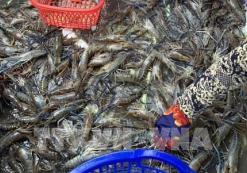 Giá thủy sản tại Trà Vinh tăng cao