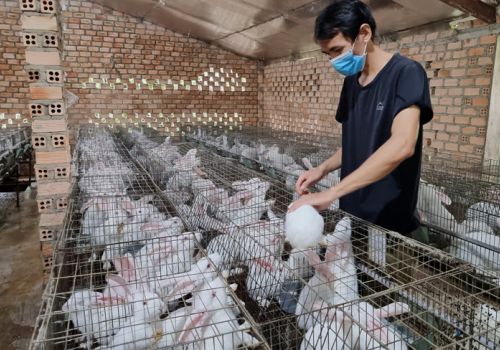 Chăm sóc nuôi dưỡng thỏ thương phẩm