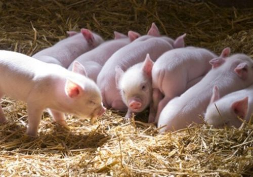 Kỹ thuật nuôi lợn nái sau sinh và lợn con theo mẹ