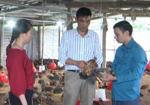 Nông dân miền núi liên kết chuỗi trong chăn nuôi