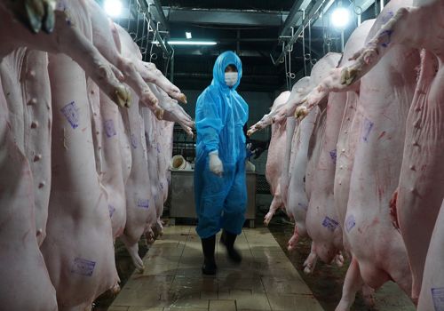 Không thể ‘3 tại chỗ’, hàng nghìn cơ sở giết mổ đóng cửa, ngừng hoạt động